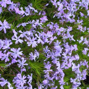 Phlox subulata 'Emerald Cushion Blue'