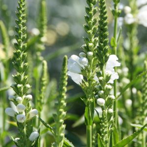 Physostegia virginiana 'Summer Snow'  gen.