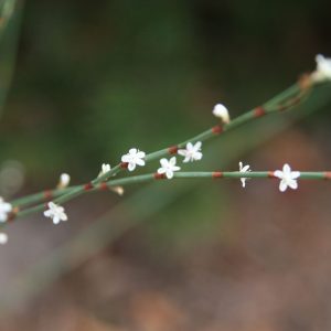 Polygonum scoparium