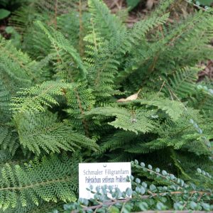 Polystichum setiferum 'Proliferum'