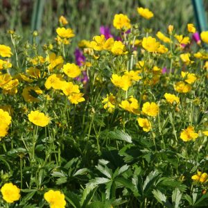 Potentilla aurea