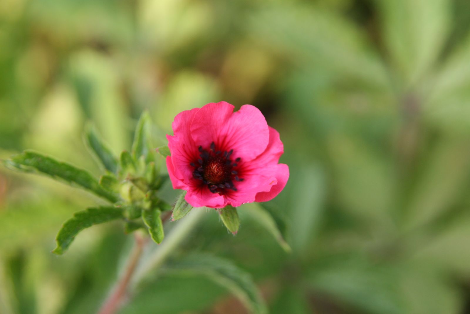 Potentilla nepalensis 'Miss Willmott'
