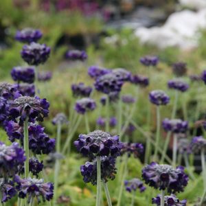 Primula capitata ssp.mooreana