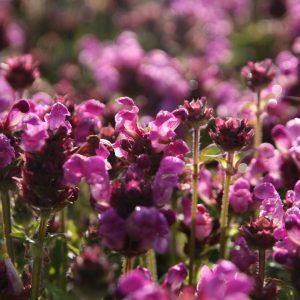 Prunella grandiflora 'Rubra'