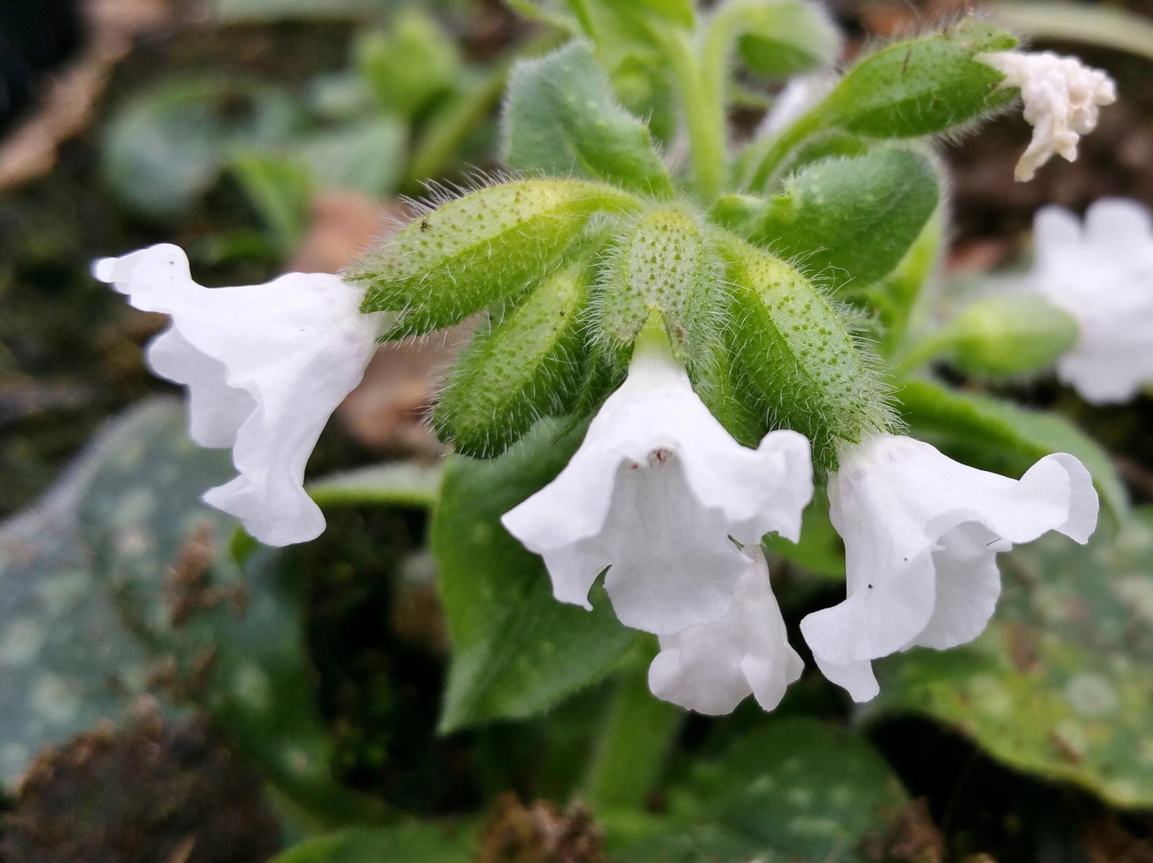 Pulmonaria saccharata ' Ice Ballet'