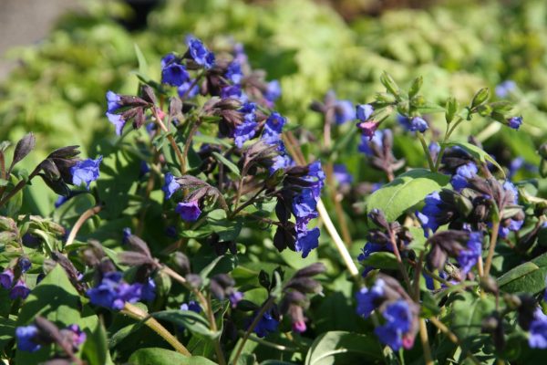 Pulmonaria angustifolia (-dacica)