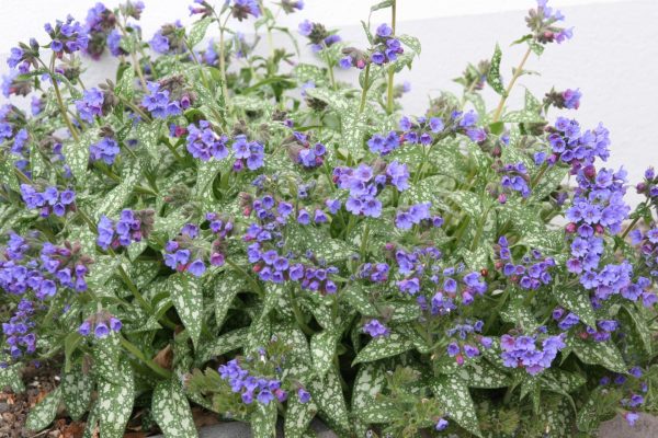 Pulmonaria saccharata 'Trevi Fountain' (S)