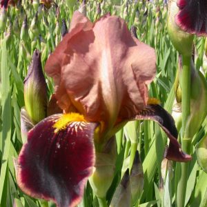 Iris x barbata elatior 'Red Orchid'
