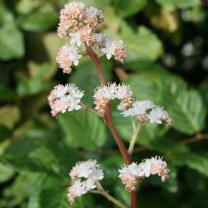 Rodgersia henrici