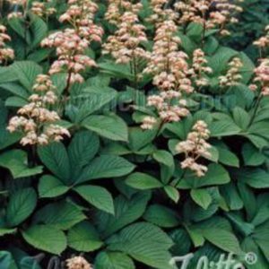 Rodgersia pinnata