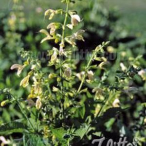 Salvia glutinosa
