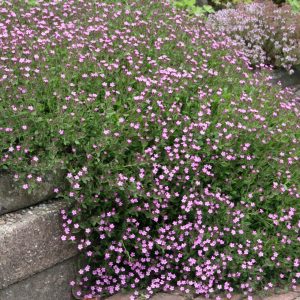 Saponaria ocymoides