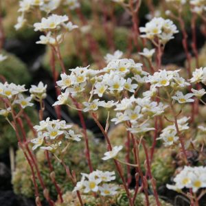 Saxifraga x arendsii 'Adebar'