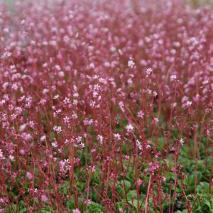 Saxifraga x urbium 'Clarence Elliott'  veg.