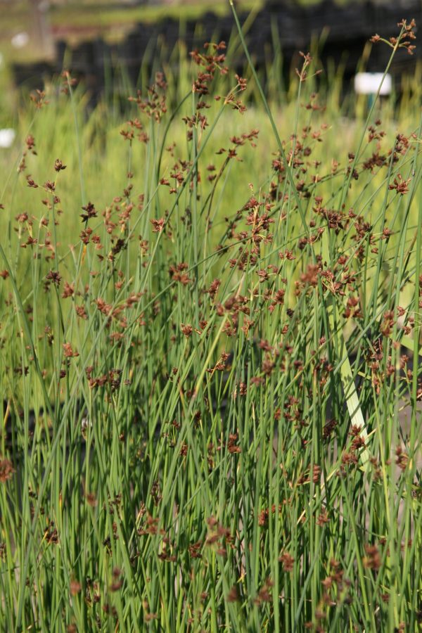Schoenoplectus lacustris (Scirpus)