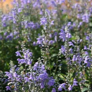 Scutellaria incana