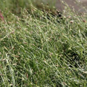 Sesleria caerulea gen.