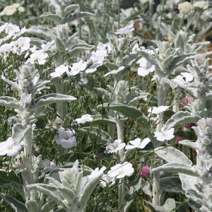Stachys byzantina