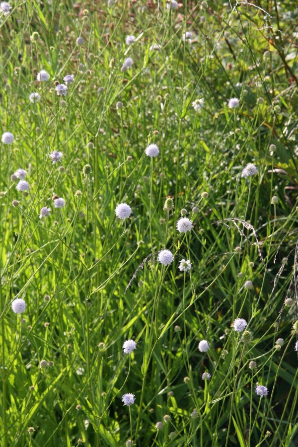 Succisa pratensis
