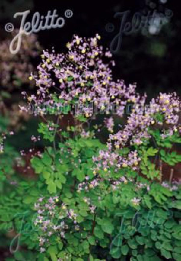Thalictrum rochebrunianum