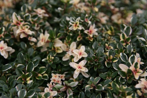 Thymus pulegioides 'Foxley'