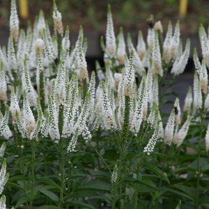 Veronica longifolia 'First Lady'