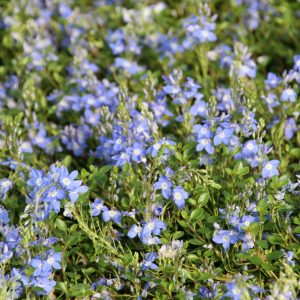 Veronica liwanensis