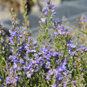 Veronica prostrata  veg.