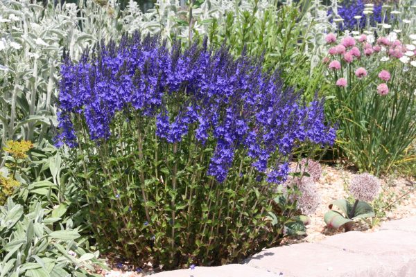 Veronica austriaca 'Knallblau'