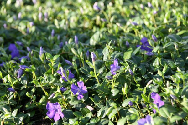 Vinca minor 'Marie' (S)   5-7