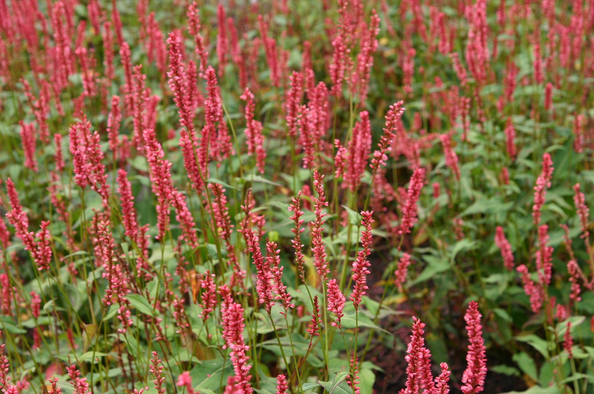Persicaria amplexicaulis 'Orangofield' (S) (Bistor
