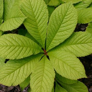 Rodgersia aesculifolia , gen.