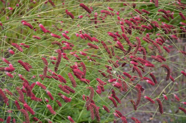 Sanguisorba Hybr. 'Scapino'