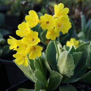 Primula auricula alpina