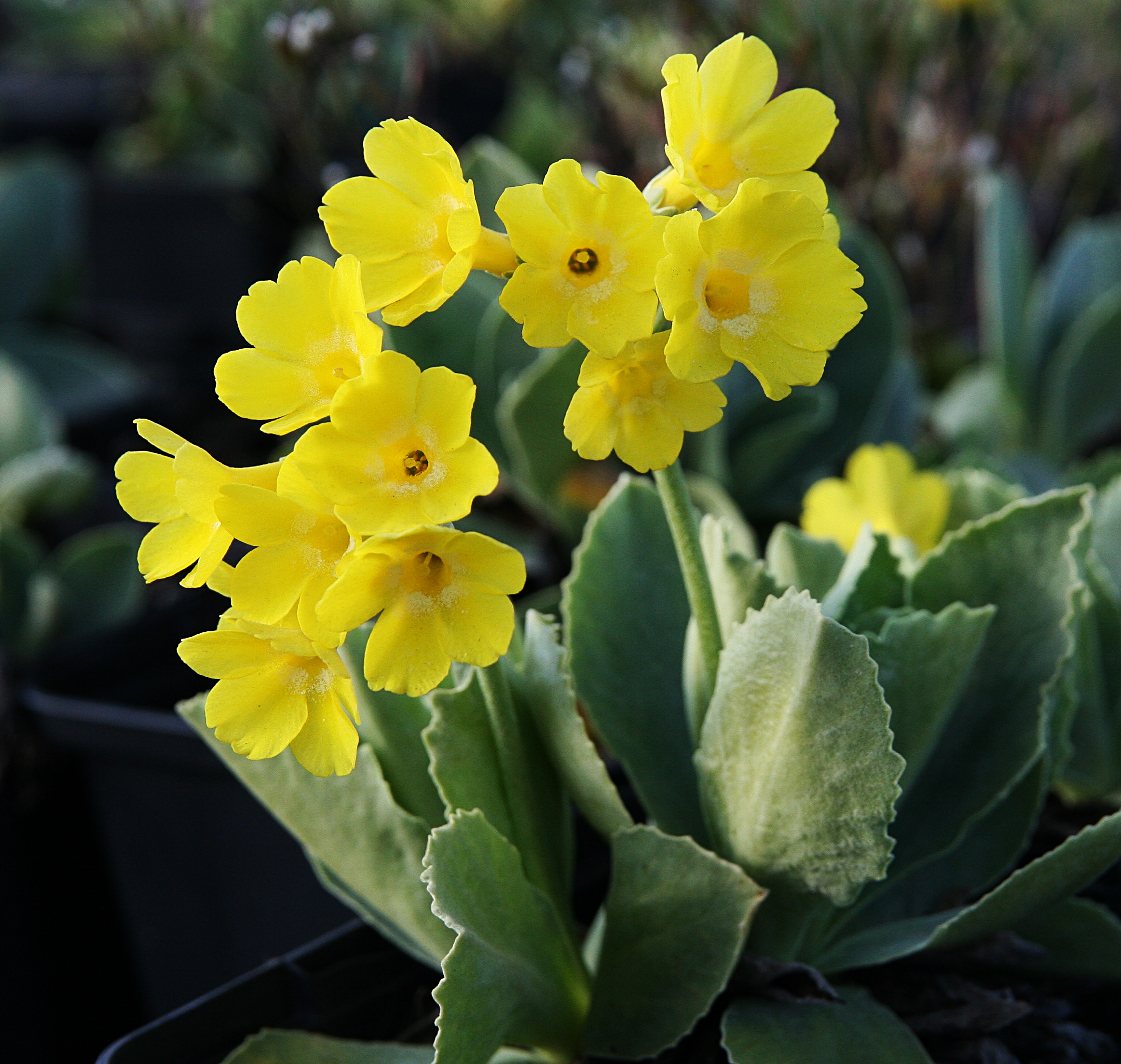 Primula auricula alpina