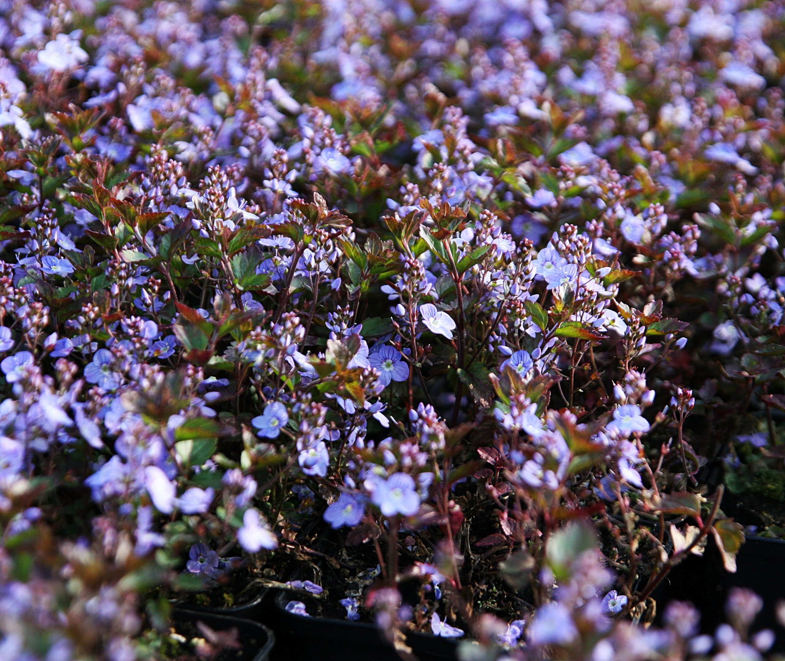 Veronica petraea 'Madame Mercier'