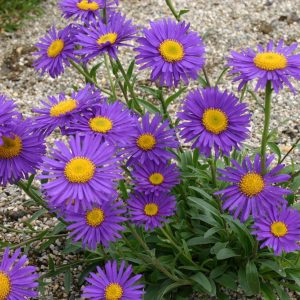Aster alpinus 'Dunkle Schöne'