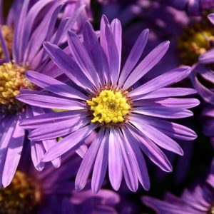 Aster amellus 'Veilchenkönigin'