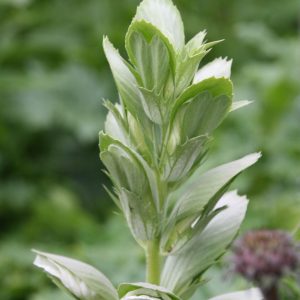 Acanthus hungaricus (-longifolius/-balcanicus)