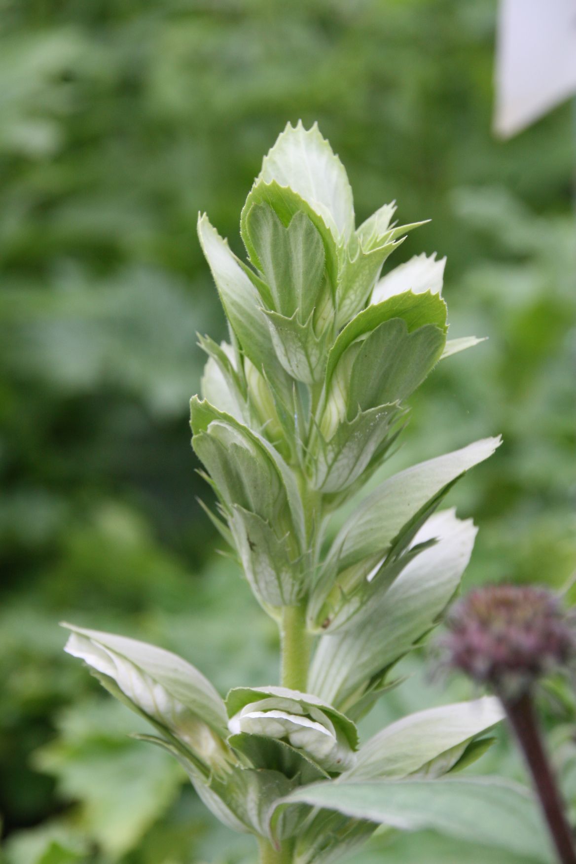 Acanthus hungaricus (-longifolius/-balcanicus)