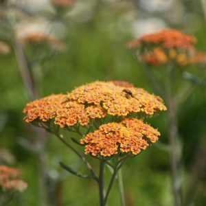 Achillea filipendulina 'Walter Funke'
