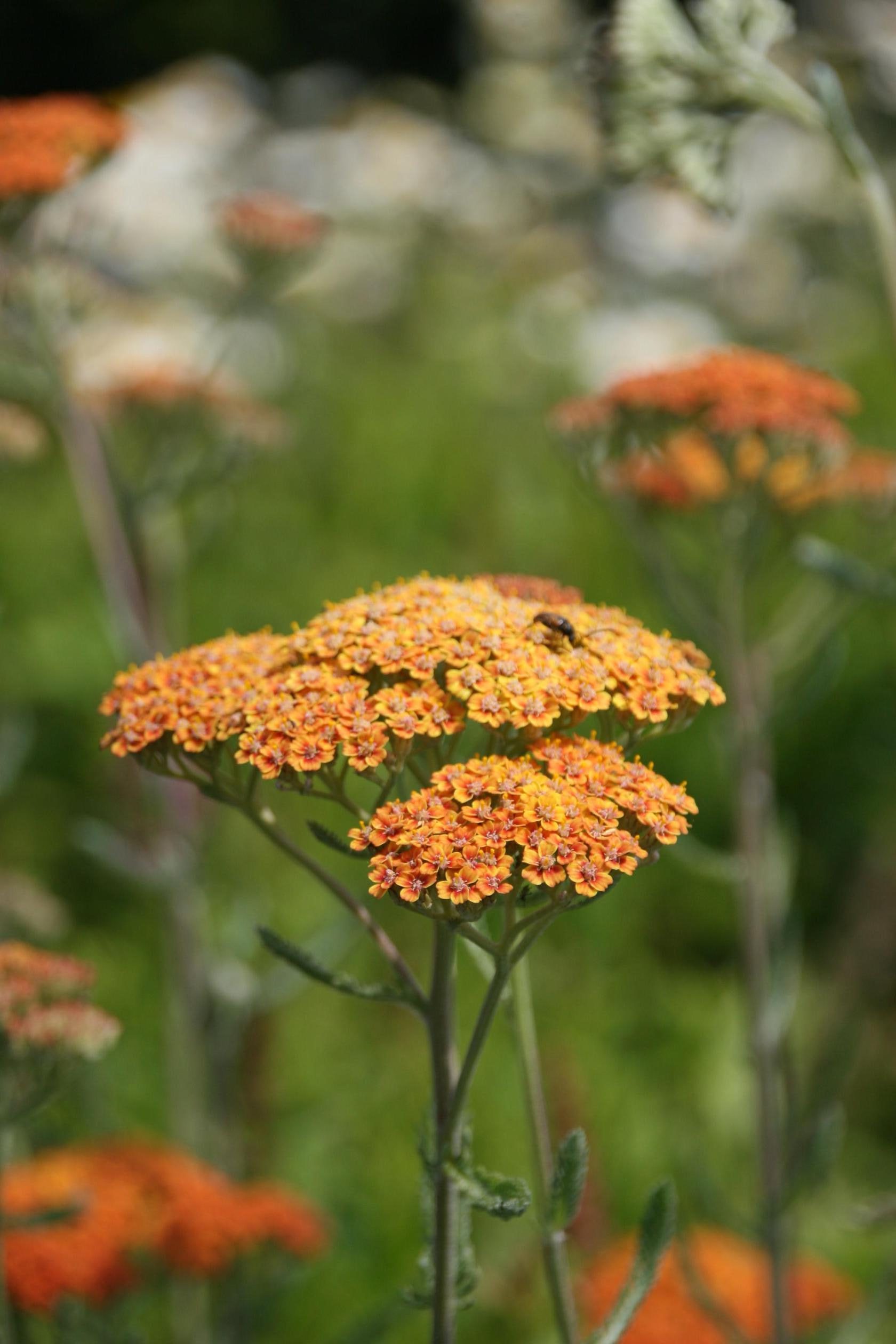 Achillea filipendulina 'Walter Funke'