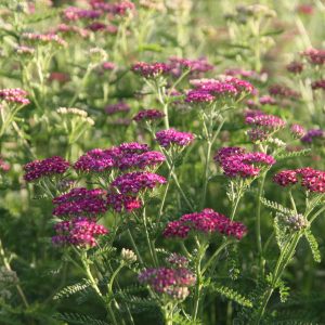 Achillea millefolium 'Kirschkönigin'