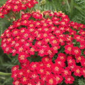 Achillea millefolium 'New Vintage Red' (S)