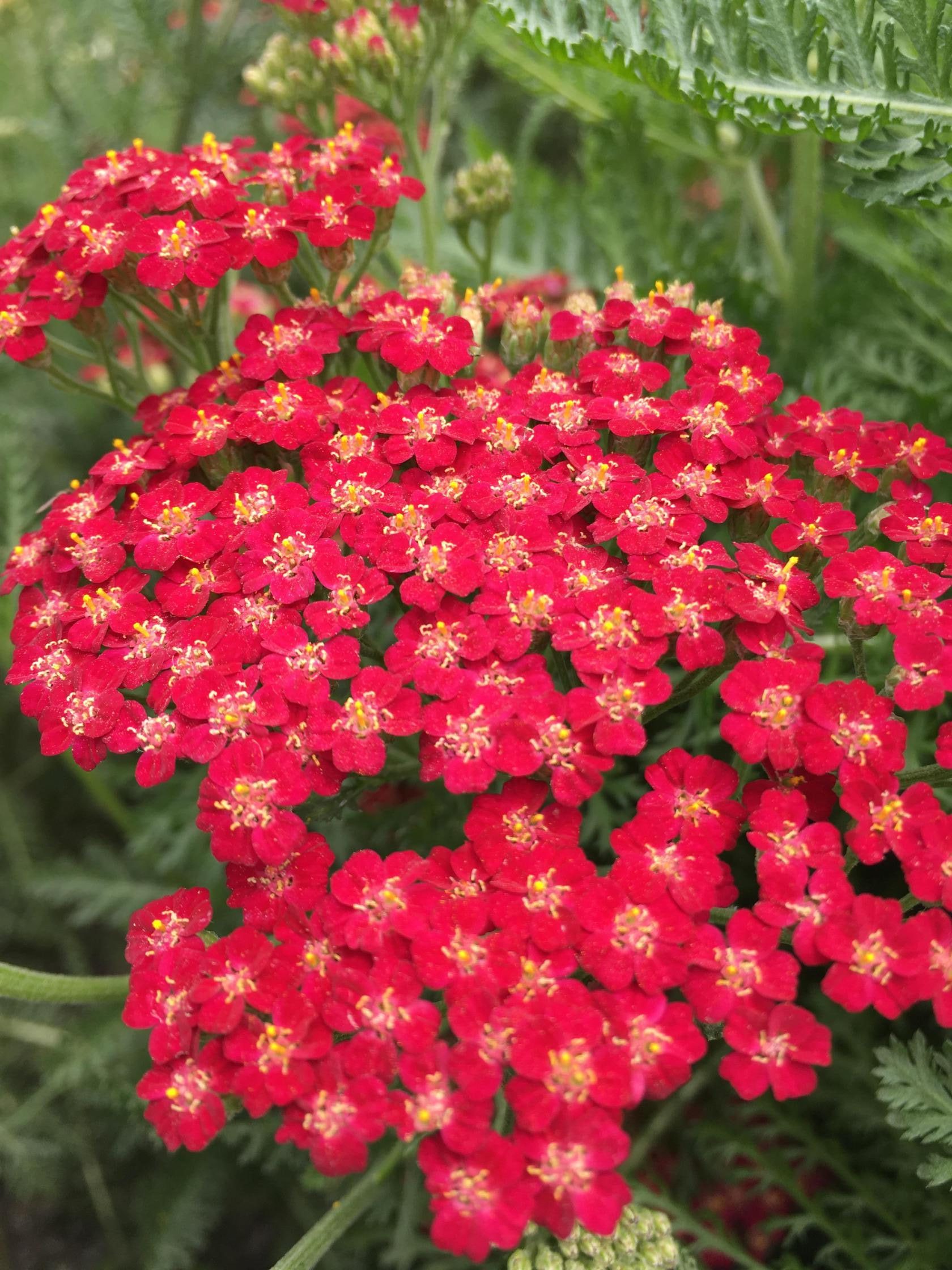 Achillea millefolium 'New Vintage Red' (S)