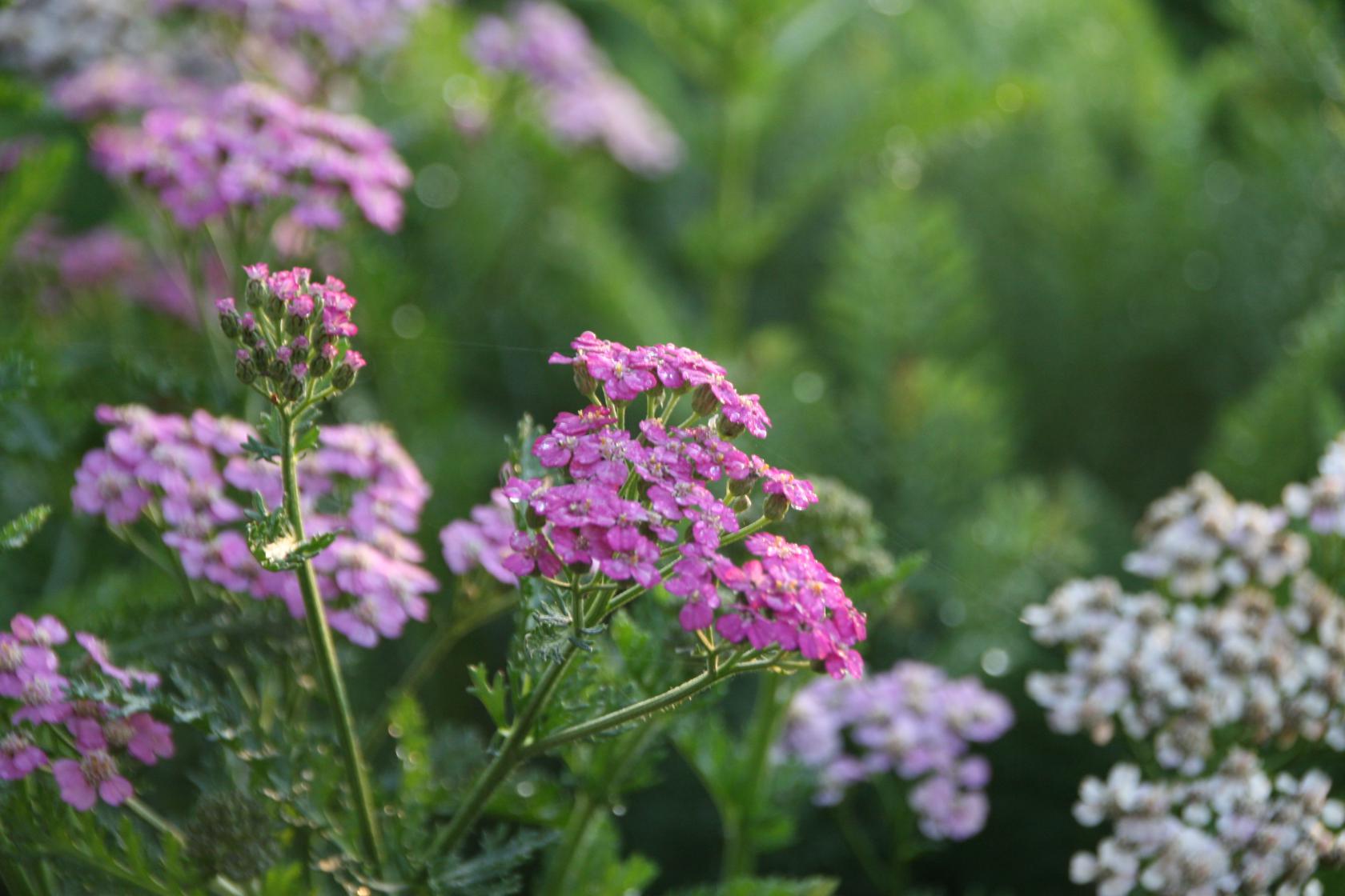Achillea millefolium 'Pretty Belinda' (S)