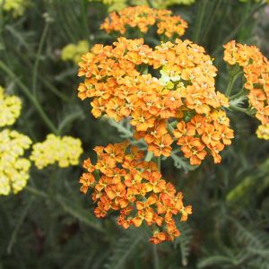 Achillea millefolium 'Terracotta'