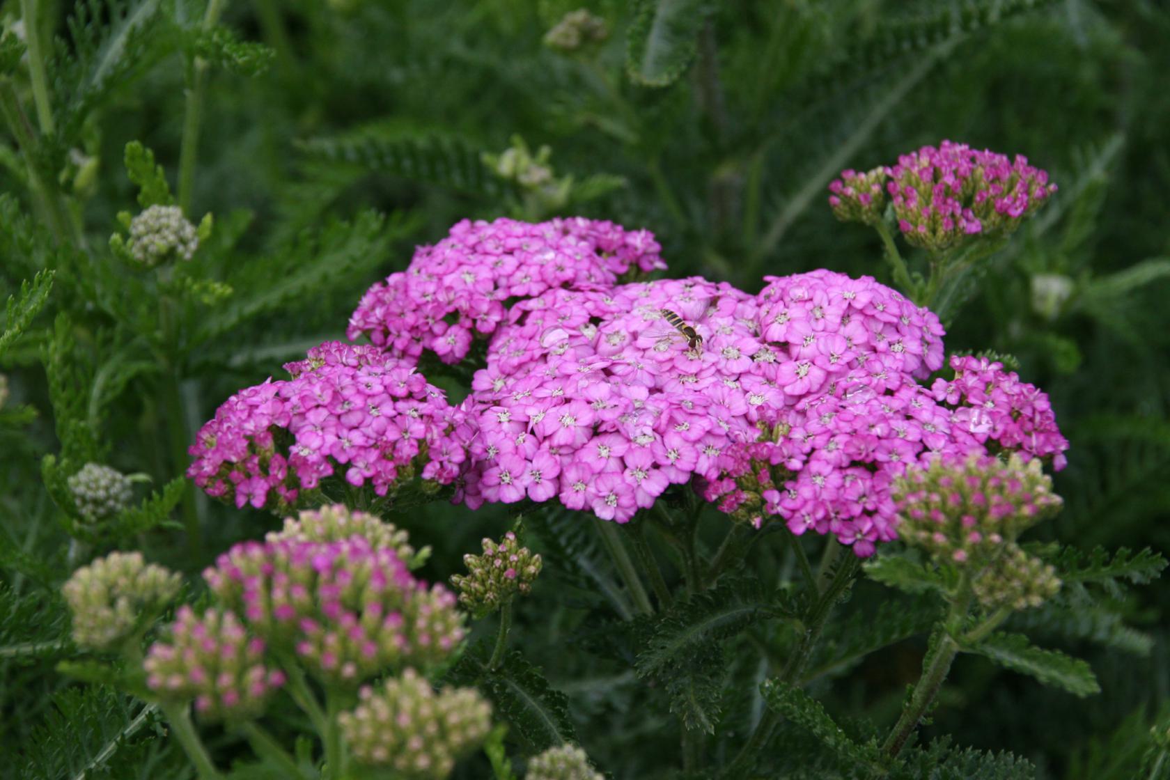 Achillea millefolium 'Apfelblüte'