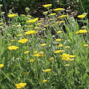 Achillea filipendulina 'Coronation Gold'