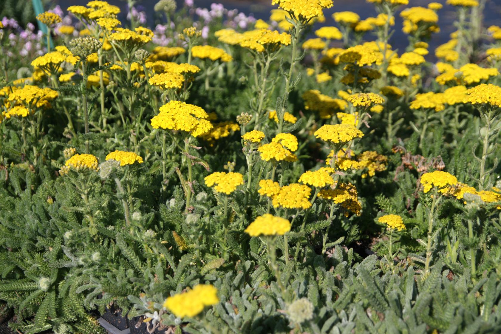 Achillea tomentosa `Aurea`